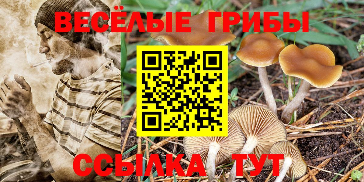 закладки  Галлюциногенные грибы мицелий  Чернушка  Вход с VPN  Галлюциногенные грибы Psilocybine cubensis 